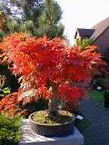 Acer palmatum coral pink aut.jpg